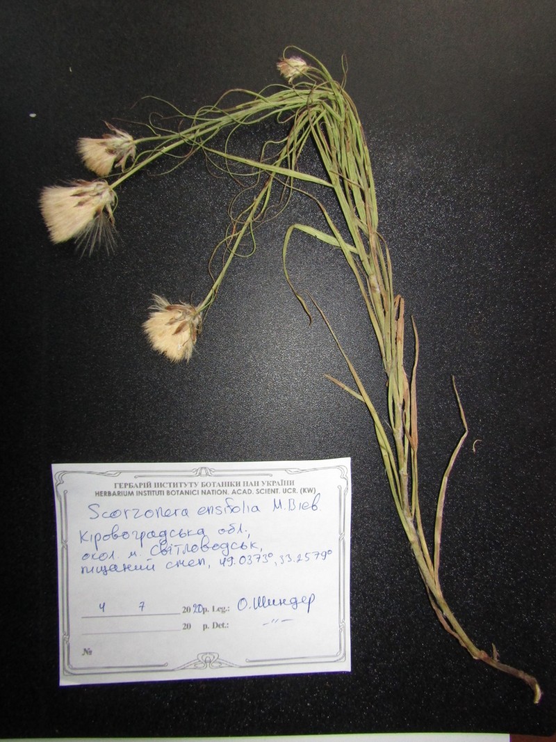 Gelasia ensifolia photo 6