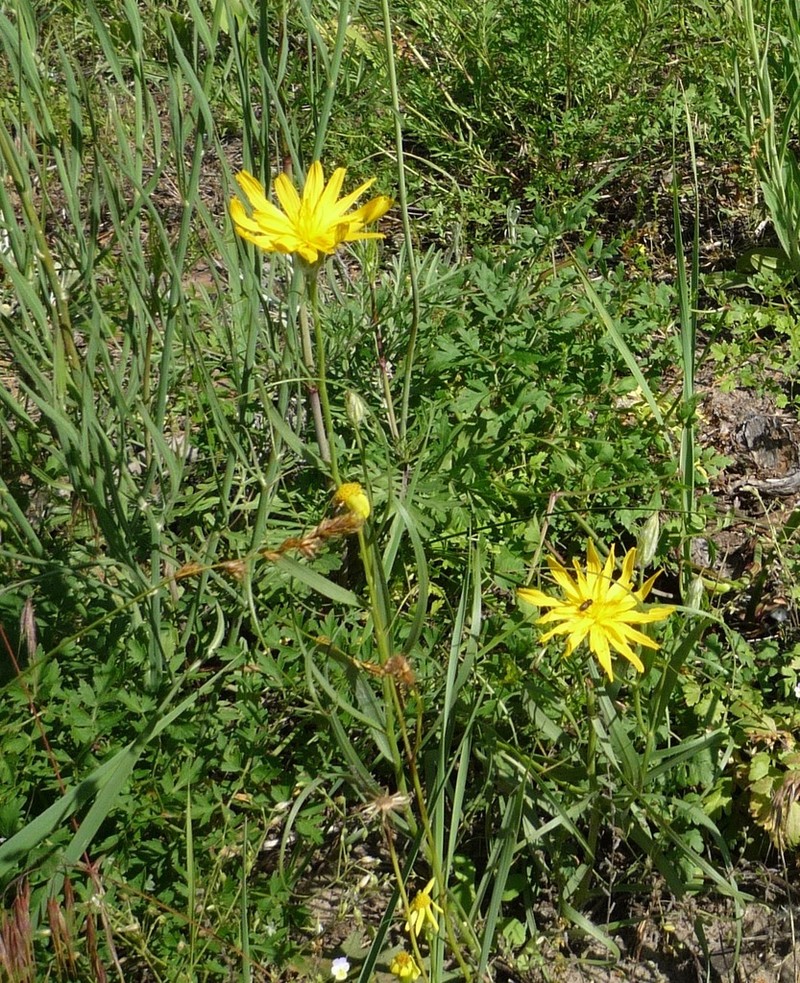 Gelasia ensifolia photo 7