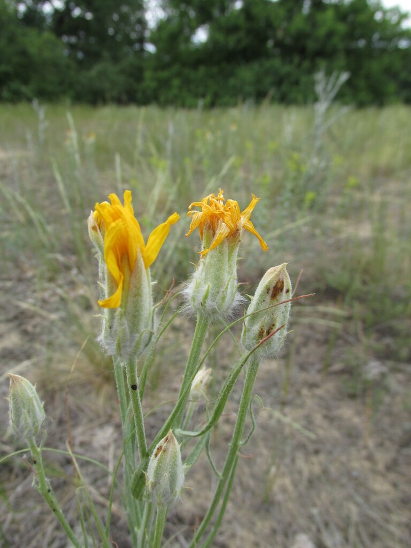 Gelasia ensifolia photo 8