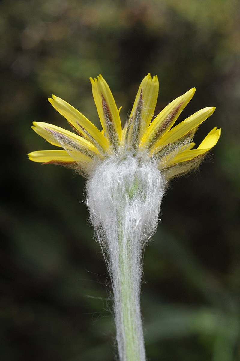 Gelasia eriophora