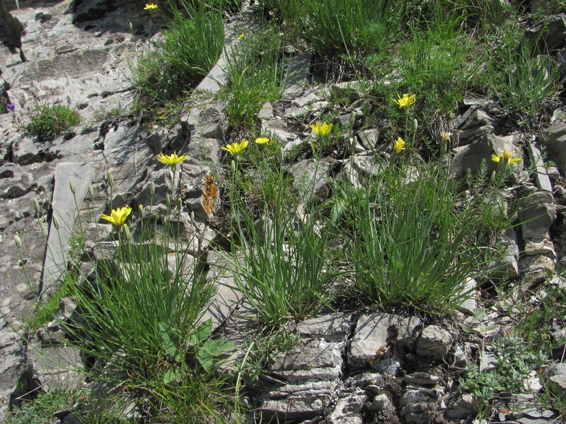 Gelasia filifolia