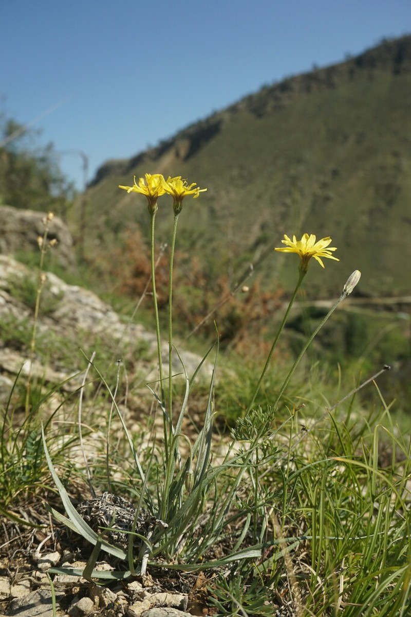 Gelasia filifolia photo 2