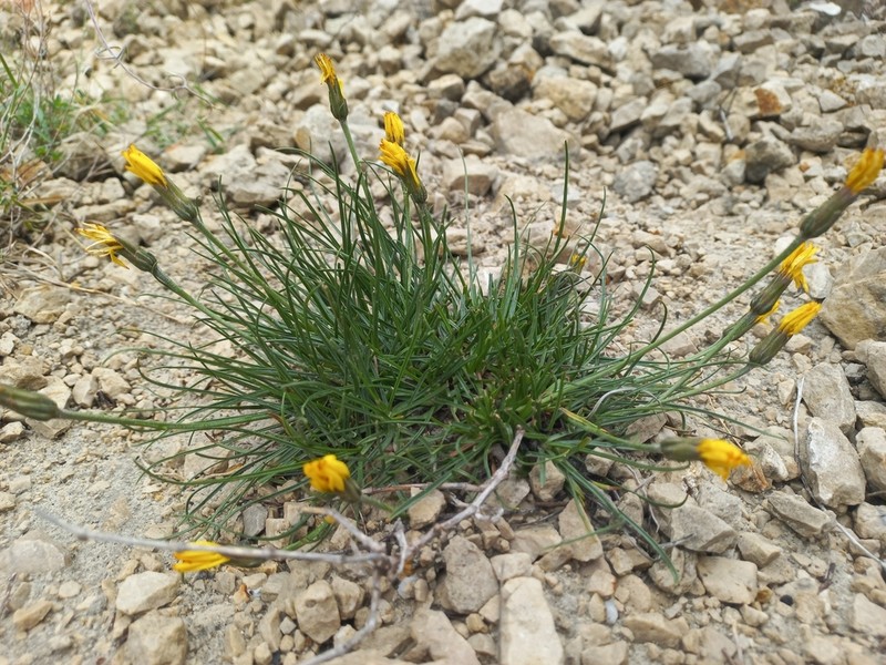 Gelasia filifolia photo 3
