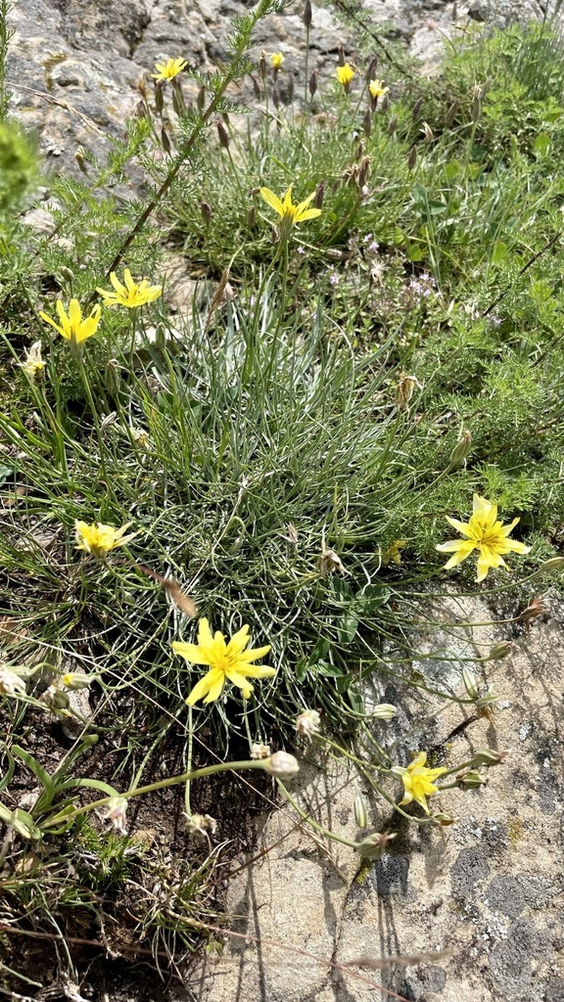 Gelasia filifolia photo 4