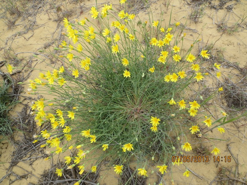 Gelasia filifolia photo 5