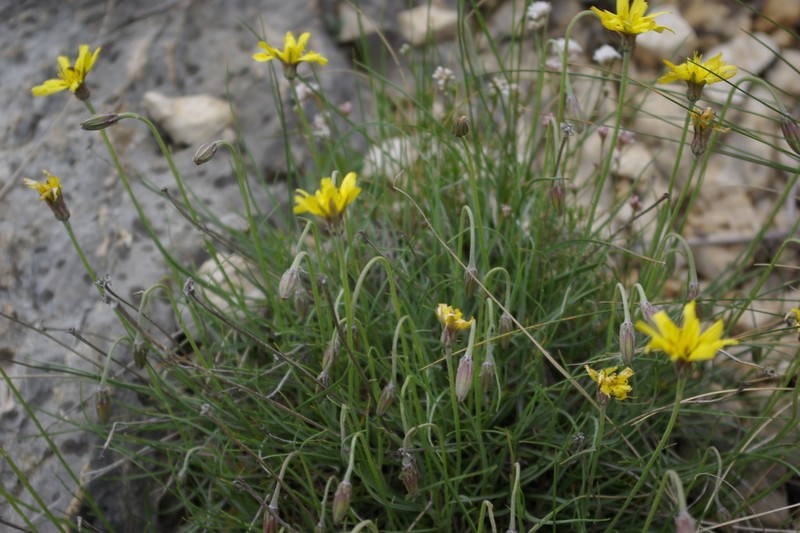 Gelasia filifolia photo 6