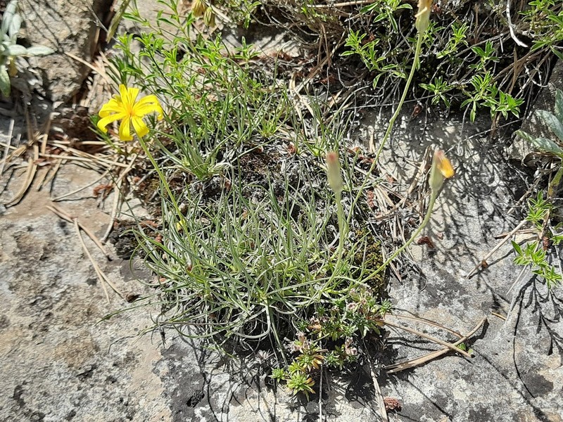 Gelasia filifolia photo 7