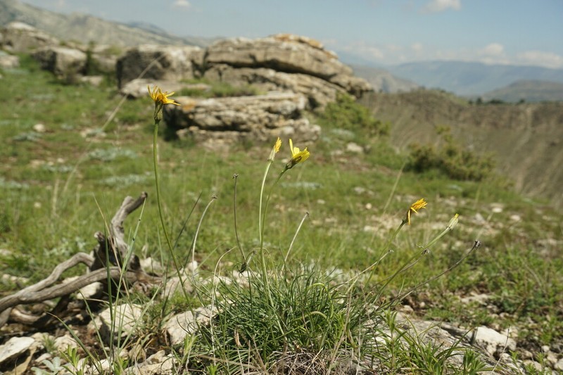 Gelasia filifolia photo 8