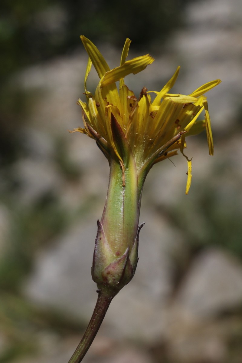 Gelasia hirsuta