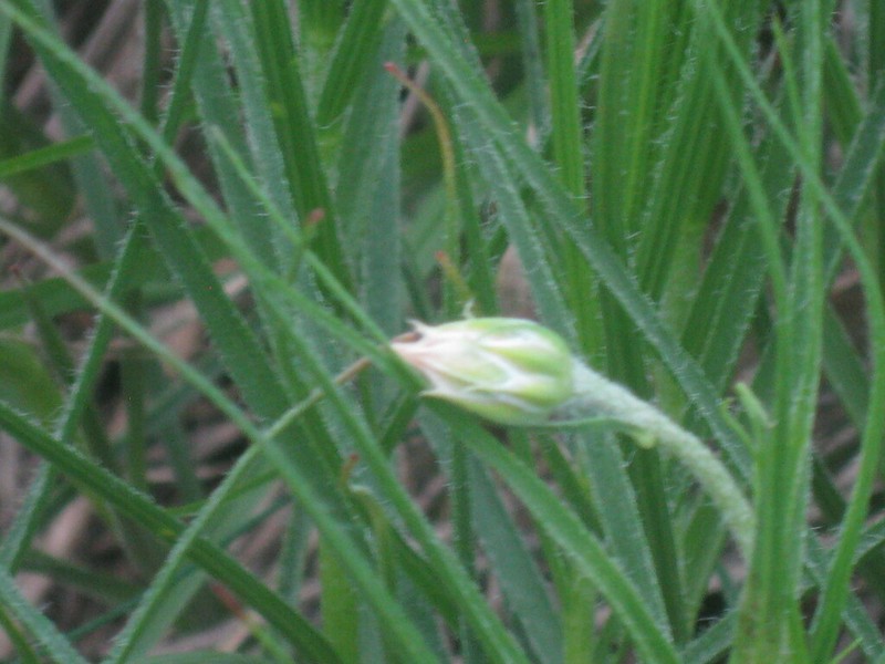 Gelasia hirsuta photo 2