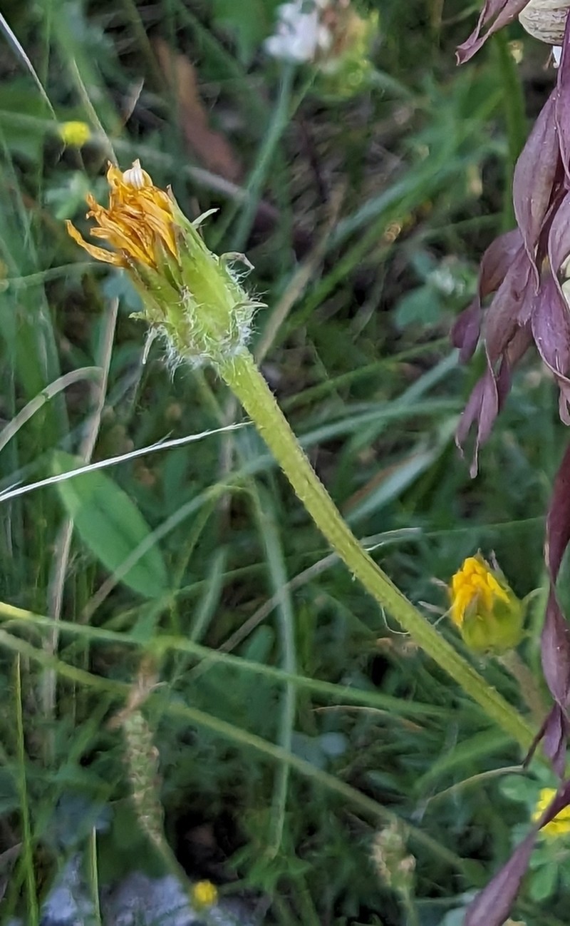 Gelasia hirsuta photo 3