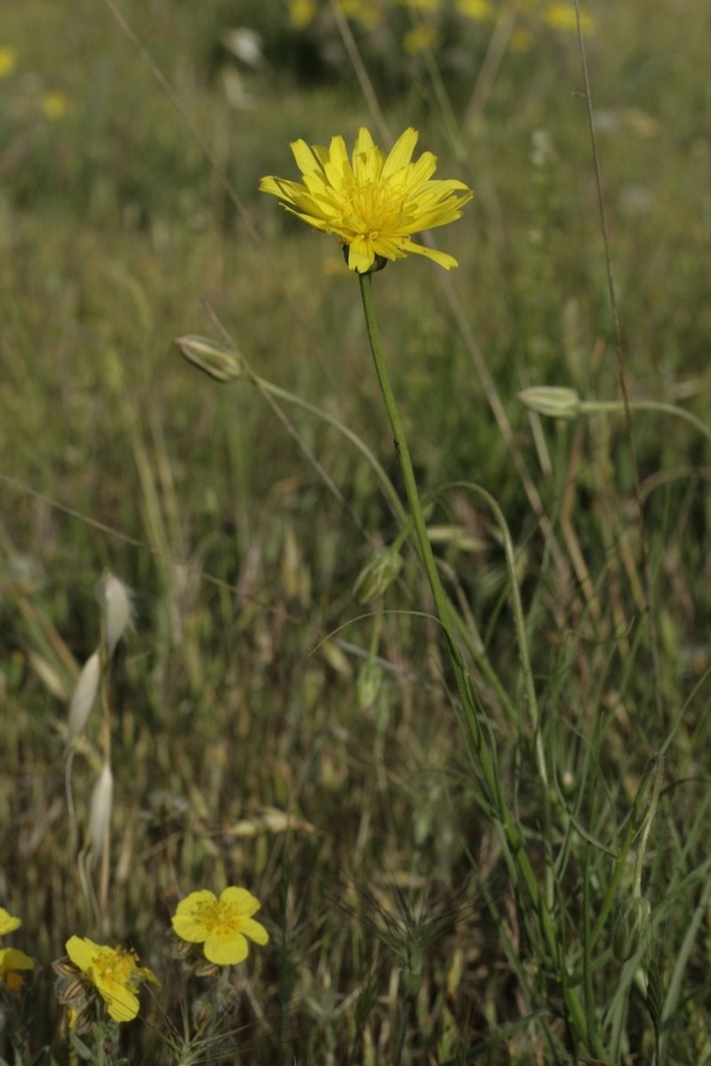 Gelasia hirsuta photo 4