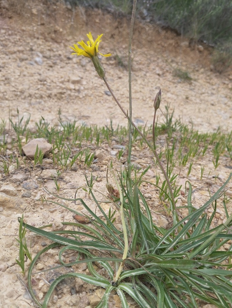 Gelasia hirsuta photo 5