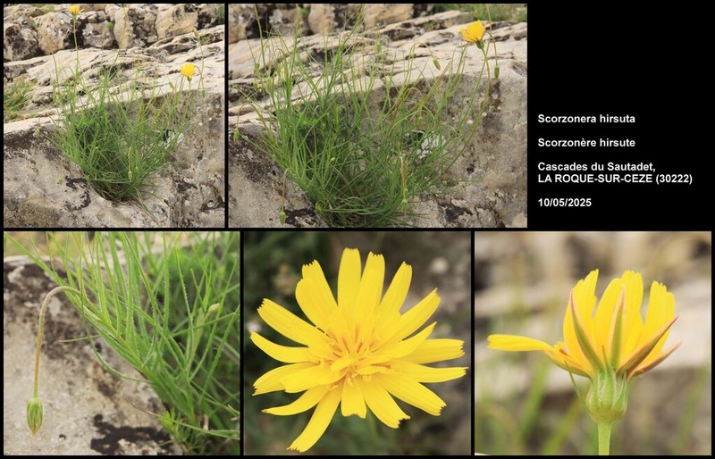 Gelasia hirsuta photo 6