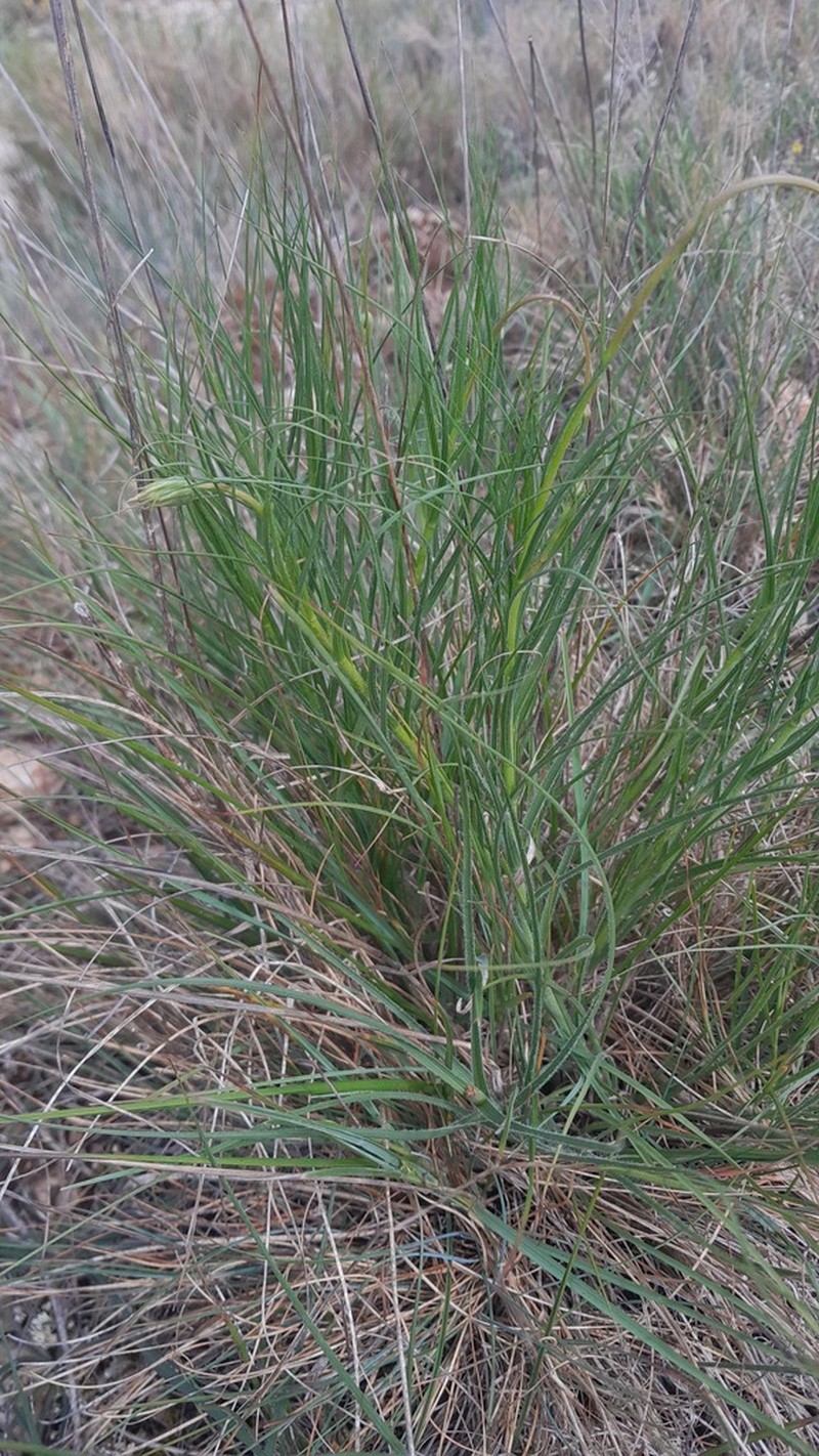 Gelasia hirsuta photo 7
