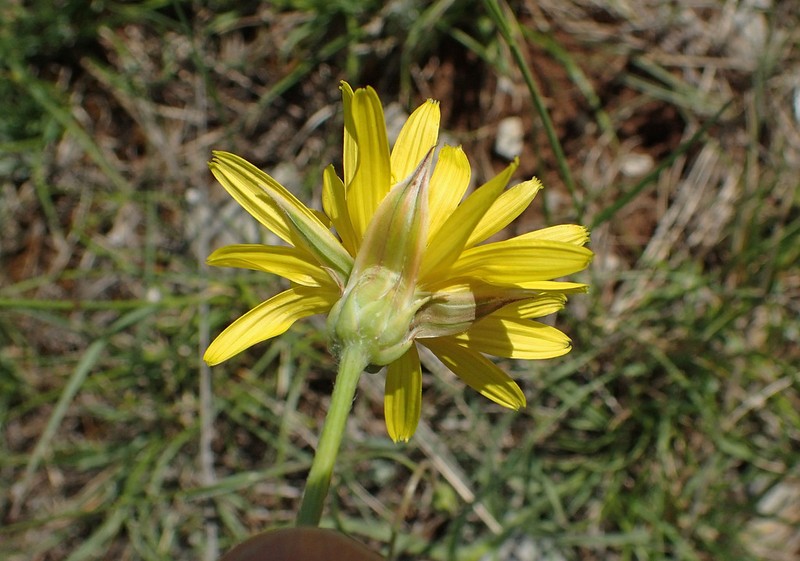 Gelasia hirsuta photo 8
