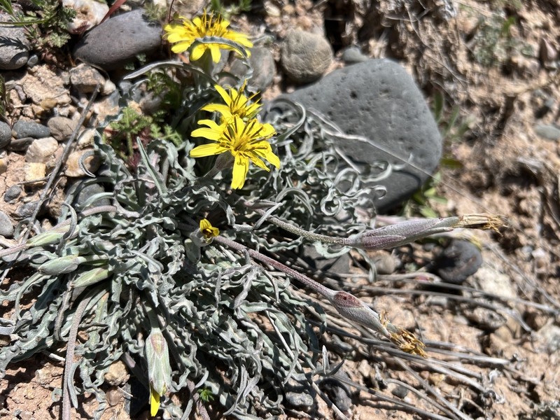 Gelasia lanata
