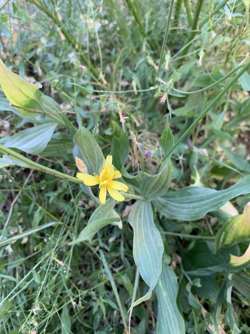 Gelasia latifolia