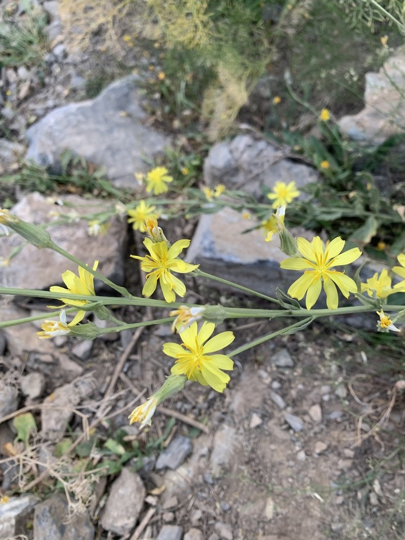 Gelasia latifolia photo 2