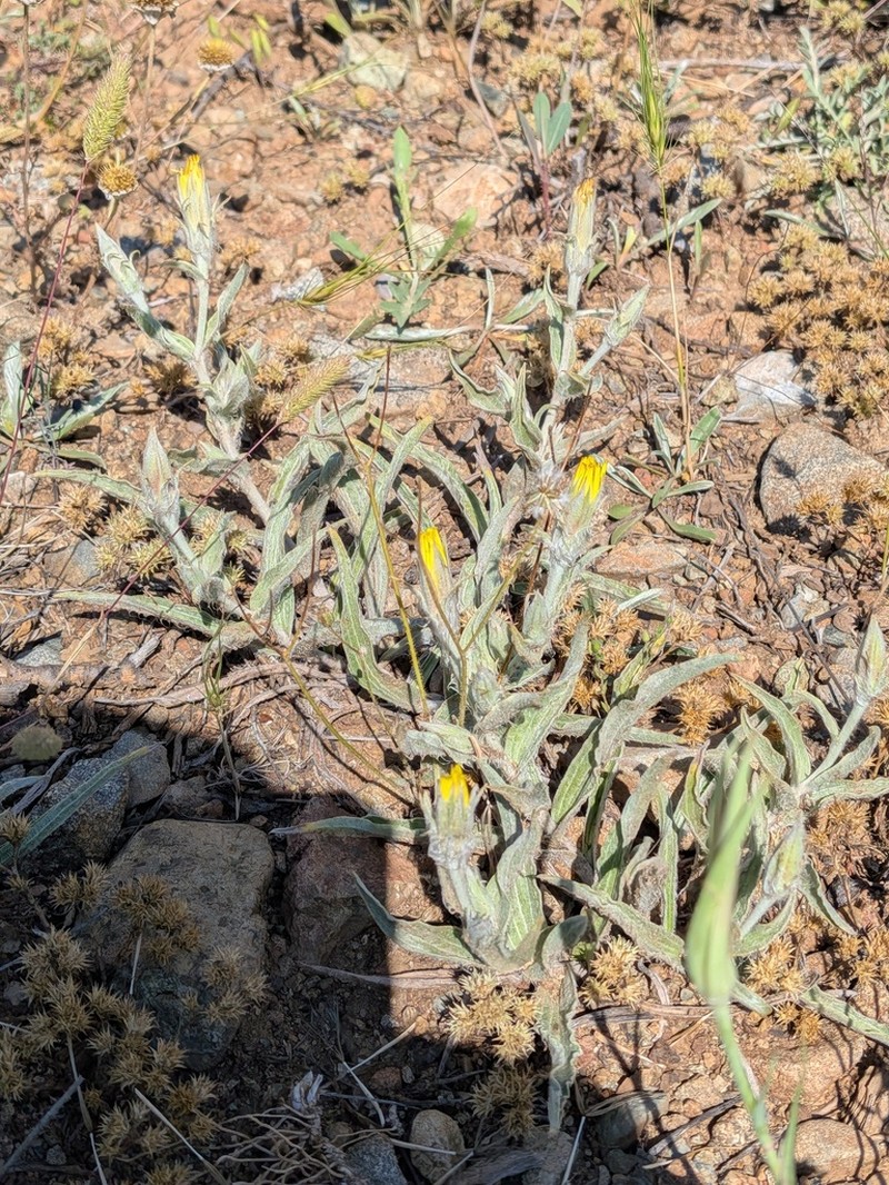 Gelasia pisidica