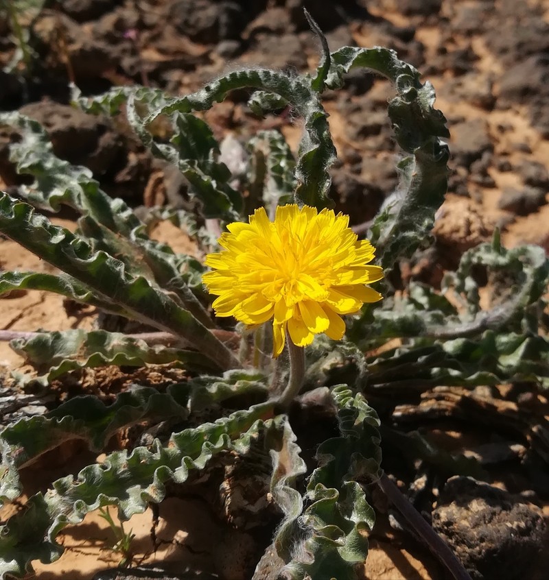 Gelasia psychrophila