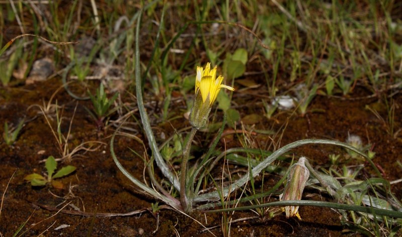 Gelasia psychrophila photo 2