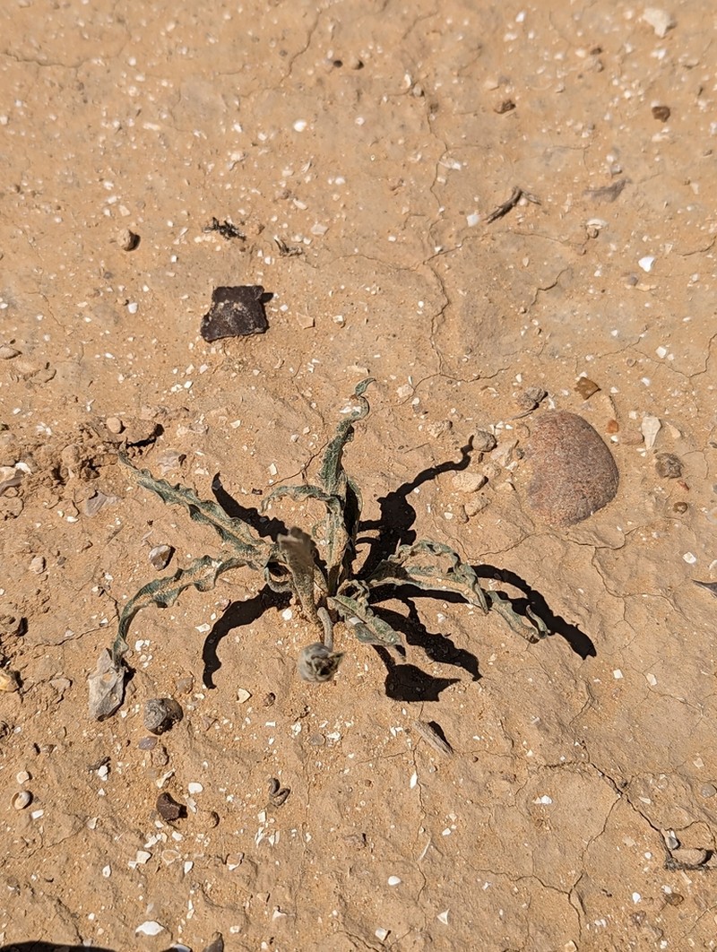 Gelasia psychrophila photo 3