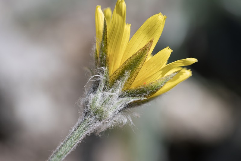 Gelasia psychrophila photo 4