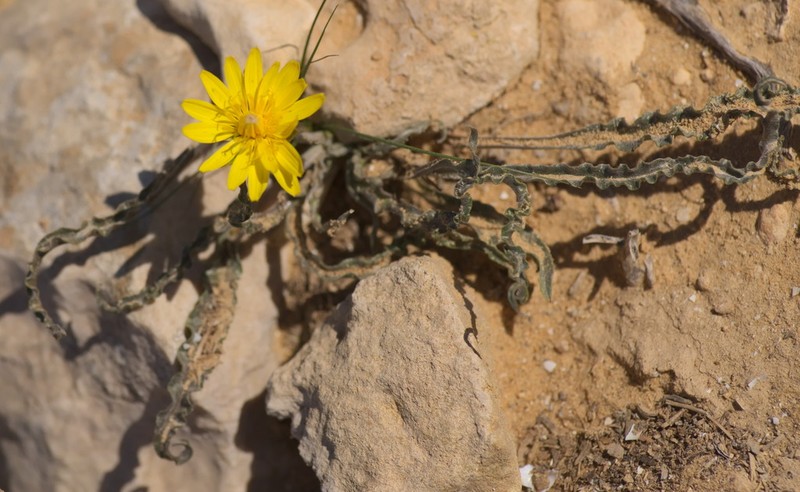 Gelasia psychrophila photo 5