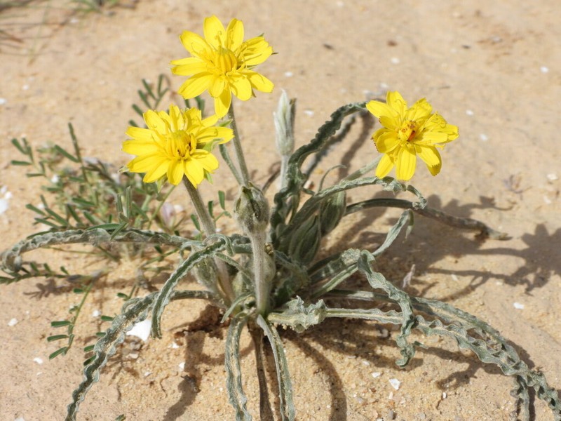 Gelasia psychrophila photo 6