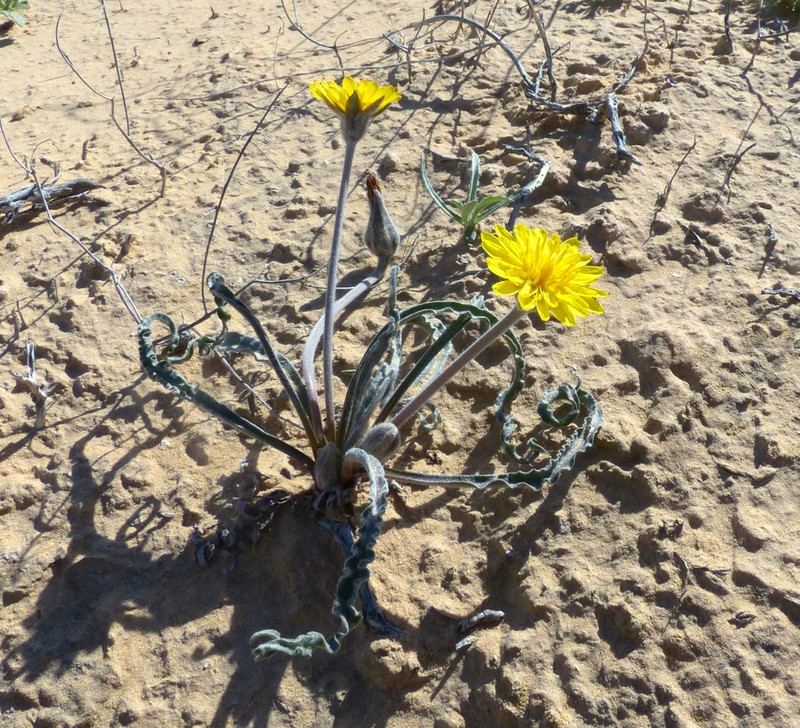 Gelasia psychrophila photo 7