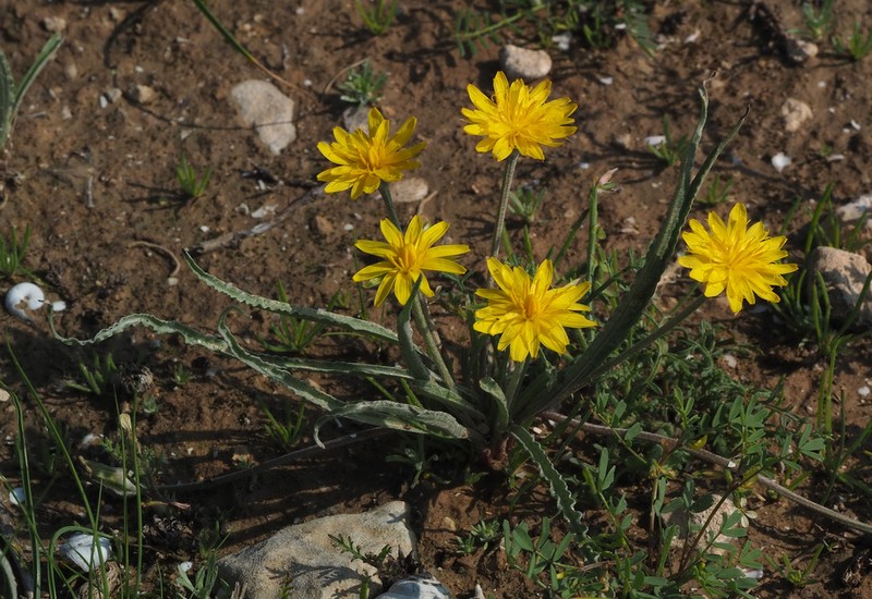 Gelasia psychrophila photo 8