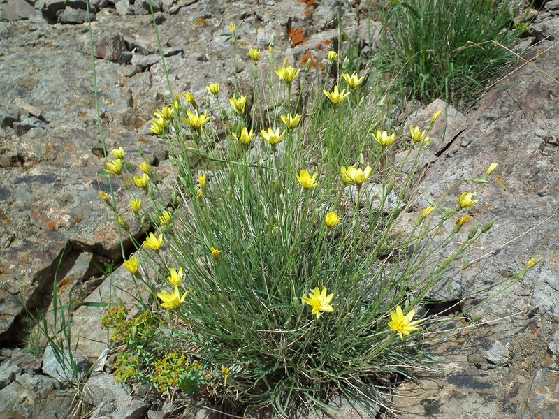 Gelasia ramosissima photo 3