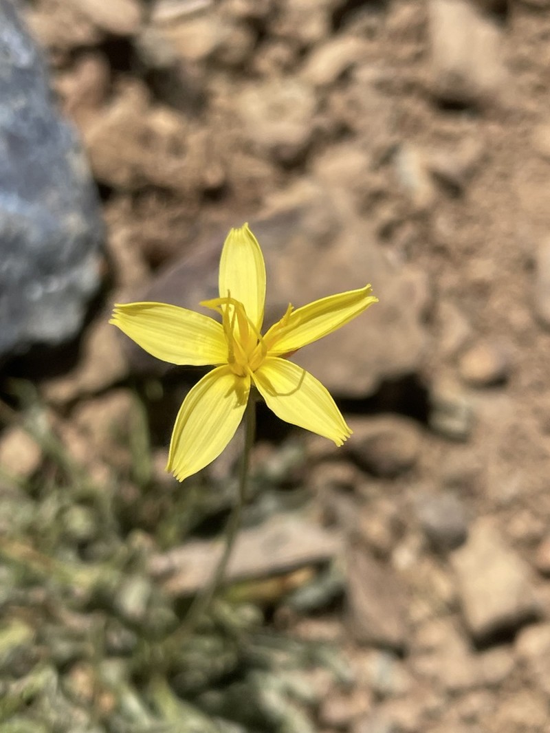 Gelasia ramosissima photo 4