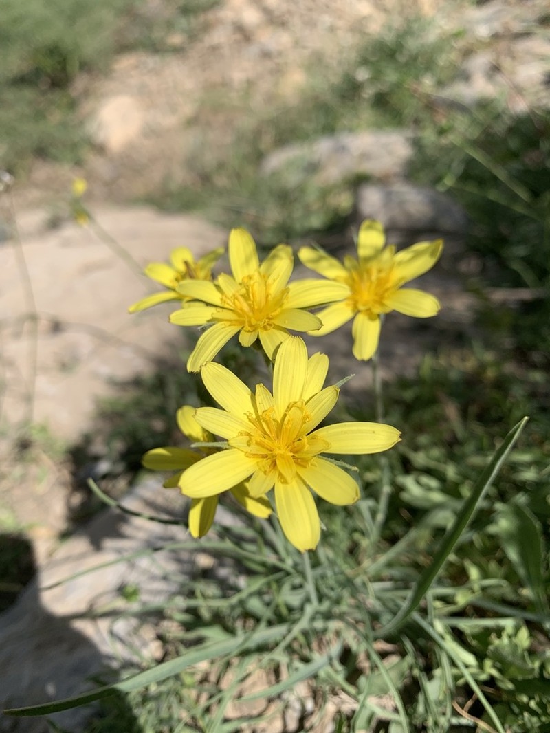 Gelasia ramosissima photo 5