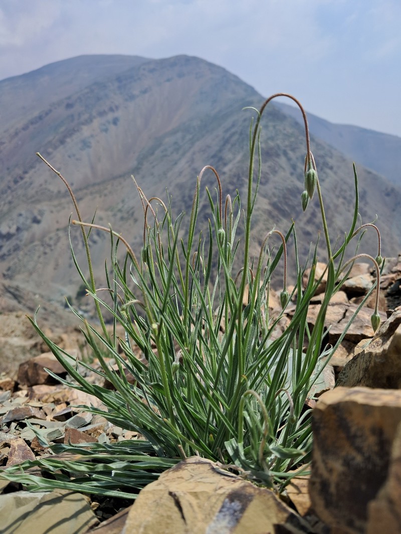 Gelasia ramosissima photo 6