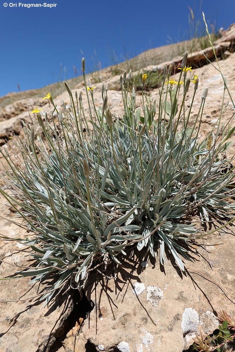 Gelasia rigida