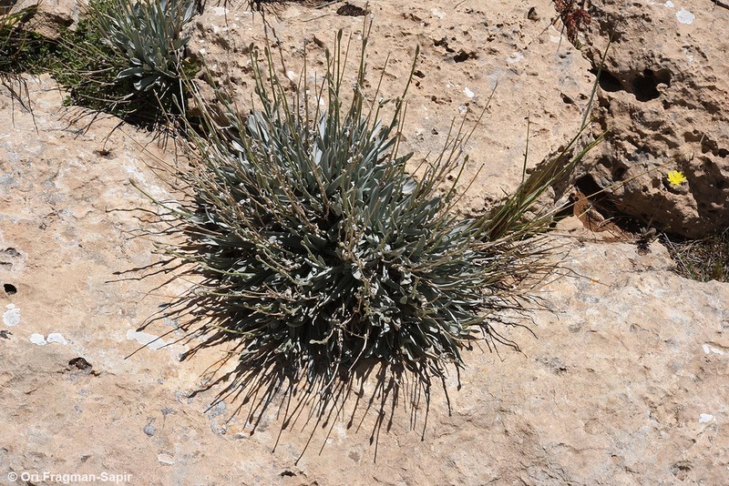 Gelasia rigida photo 6