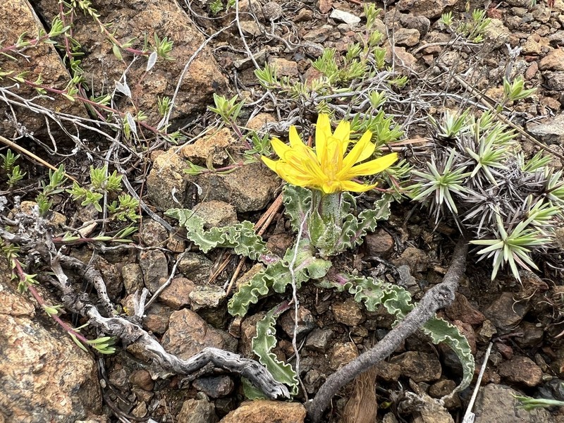 Gelasia sandrasica