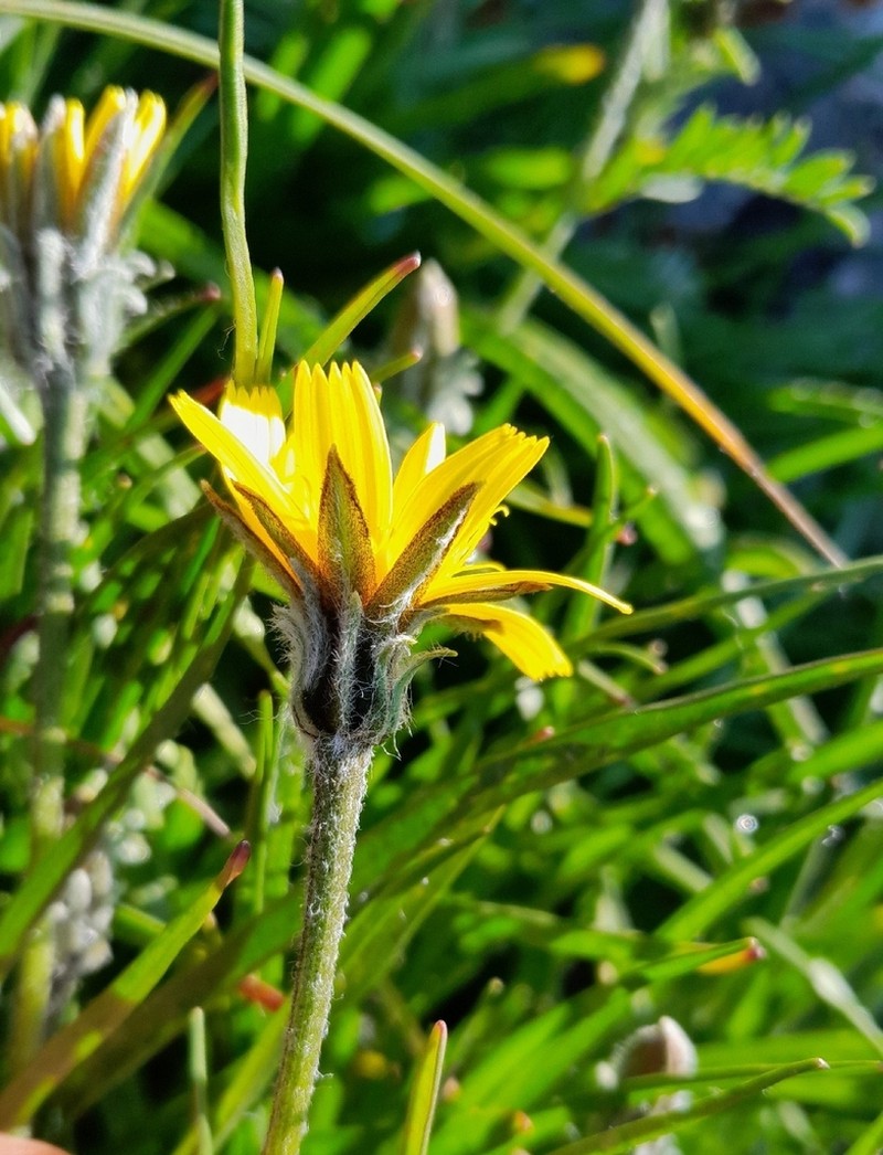 Gelasia seidlitzii