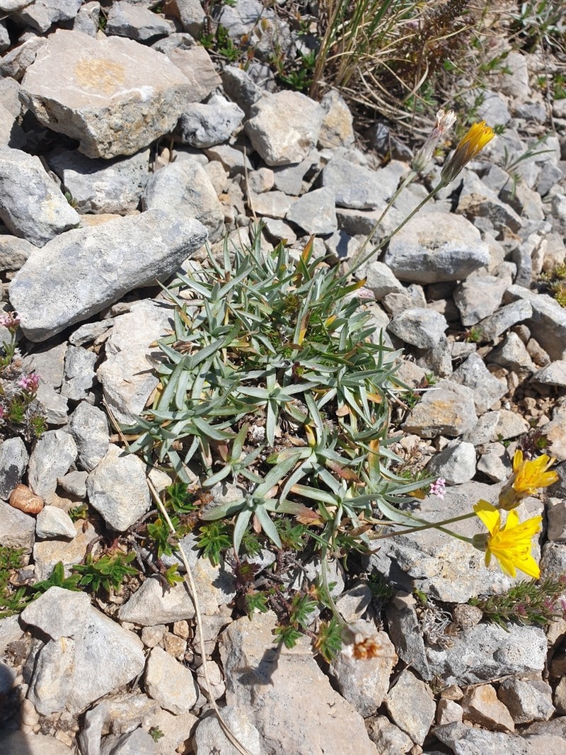 Gelasia sericea