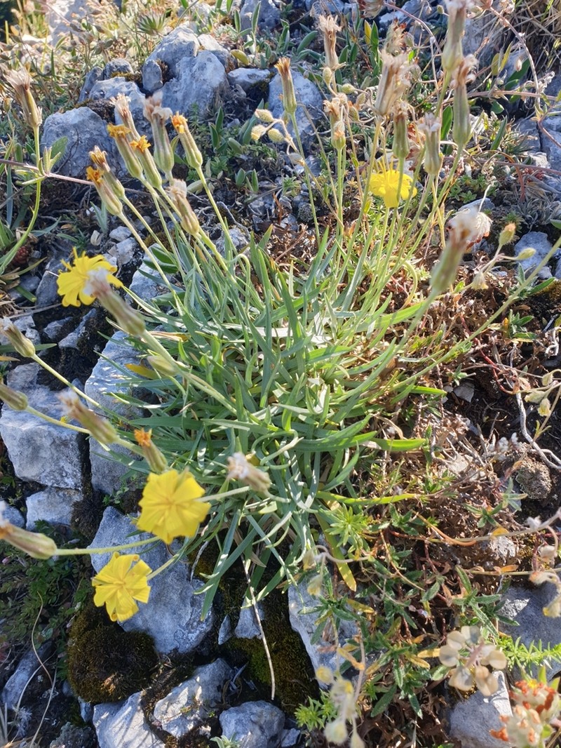Gelasia sericea photo 2