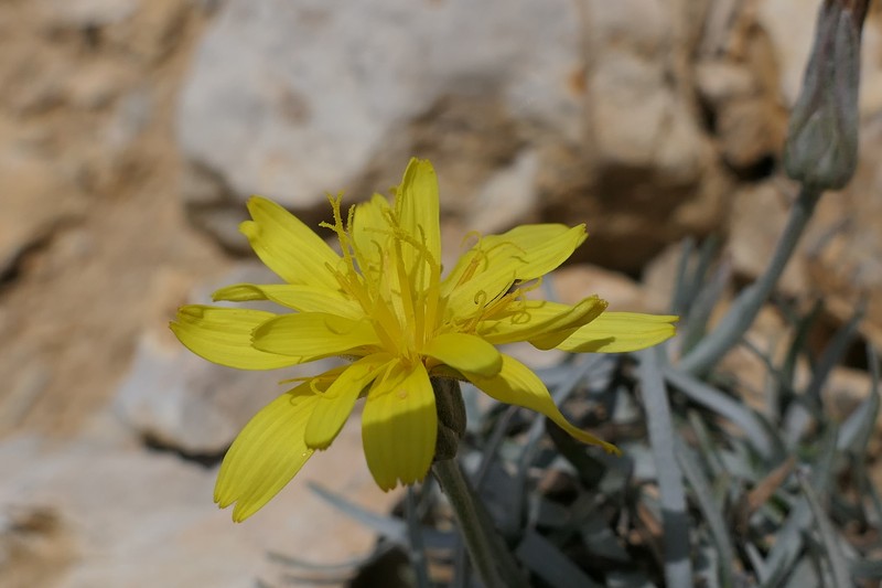 Gelasia sericea photo 5