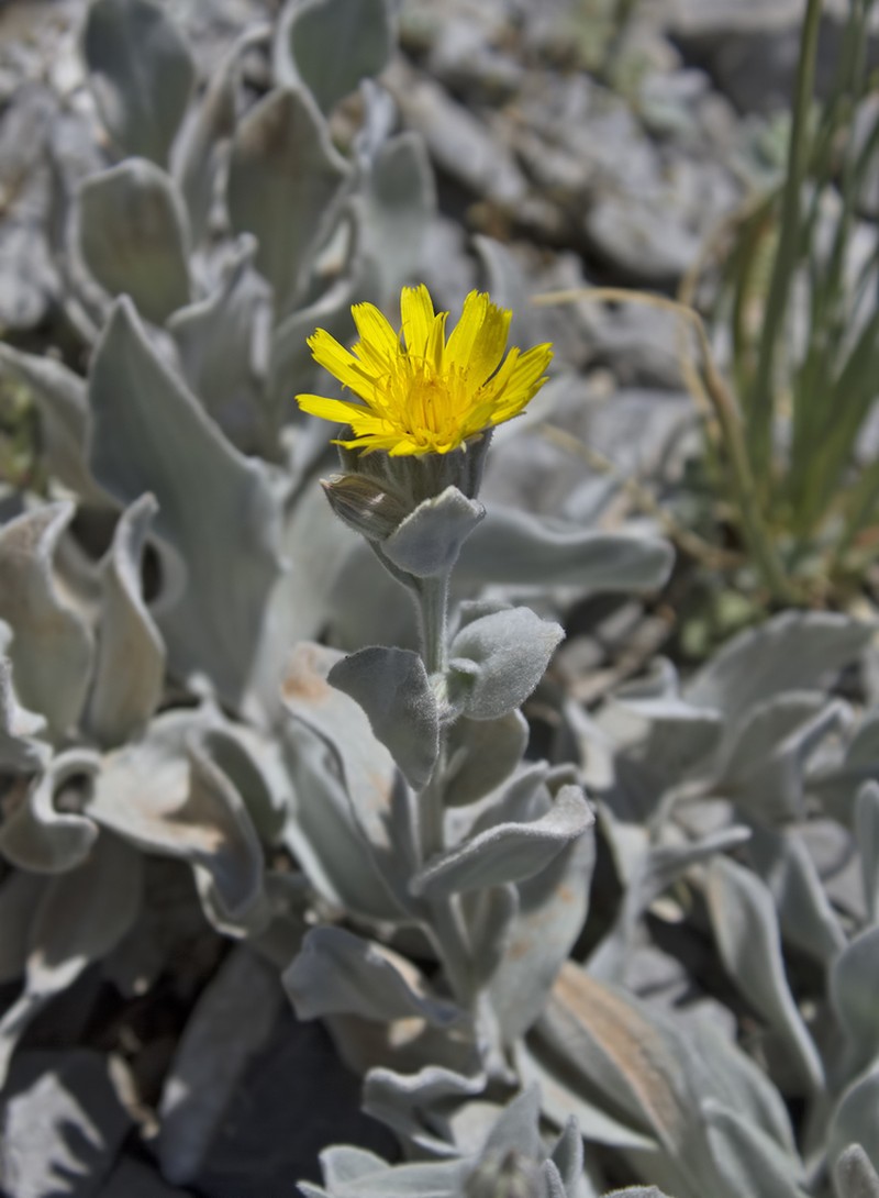 Gelasia tomentosa