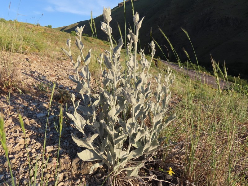 Gelasia tomentosa photo 2