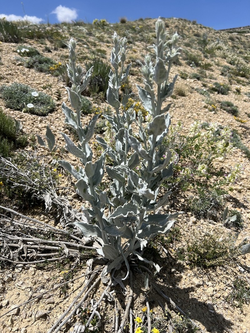 Gelasia tomentosa photo 3