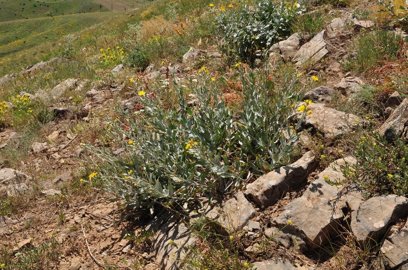 Gelasia tomentosa photo 4