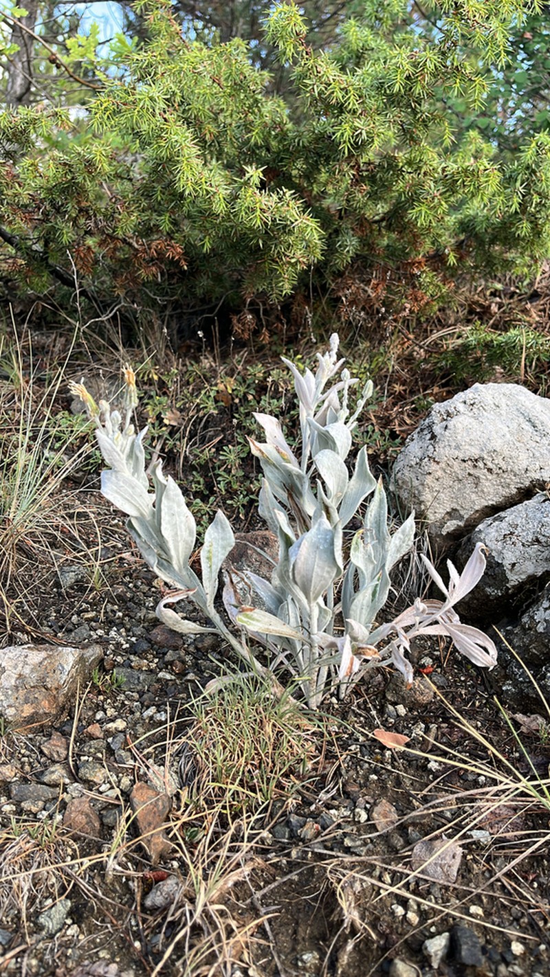 Gelasia tomentosa photo 5