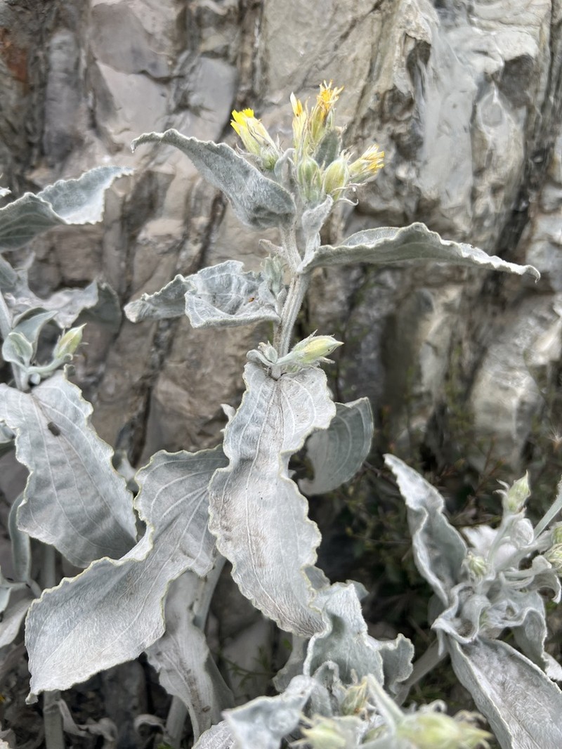 Gelasia tomentosa photo 6