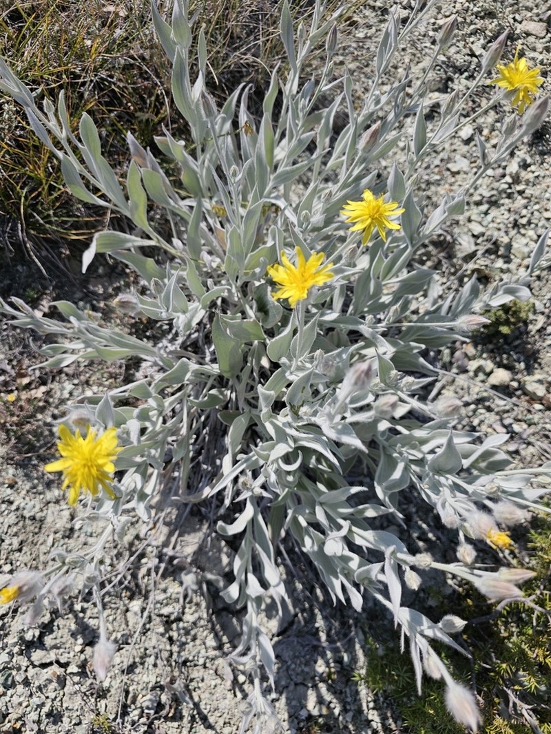 Gelasia tomentosa photo 7